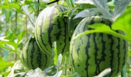 大学吃瓜群众免费吃瓜微信,微信带你领略校园风云