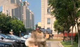 大狗最新爆料新闻视频下载,最新爆料新闻视频深度解析