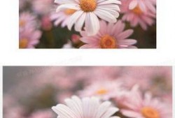 雏菊在线高清在线观看