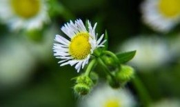 雏菊在线高清在线观看