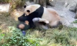 熊猫岁岁视频爆料,揭秘娱乐圈幕后真相