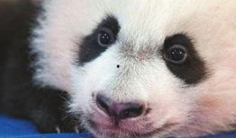 熊猫岁岁视频爆料,揭秘娱乐圈幕后真相