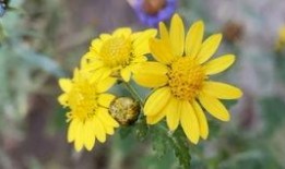 雏菊在线高清在线观看