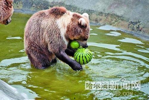 娱乐吃瓜酱小动物视频,小动物娱乐视频大盘点